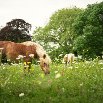 Équidays 2026 : découvrez les animations autour du cheval à Seulles Terre et Mer