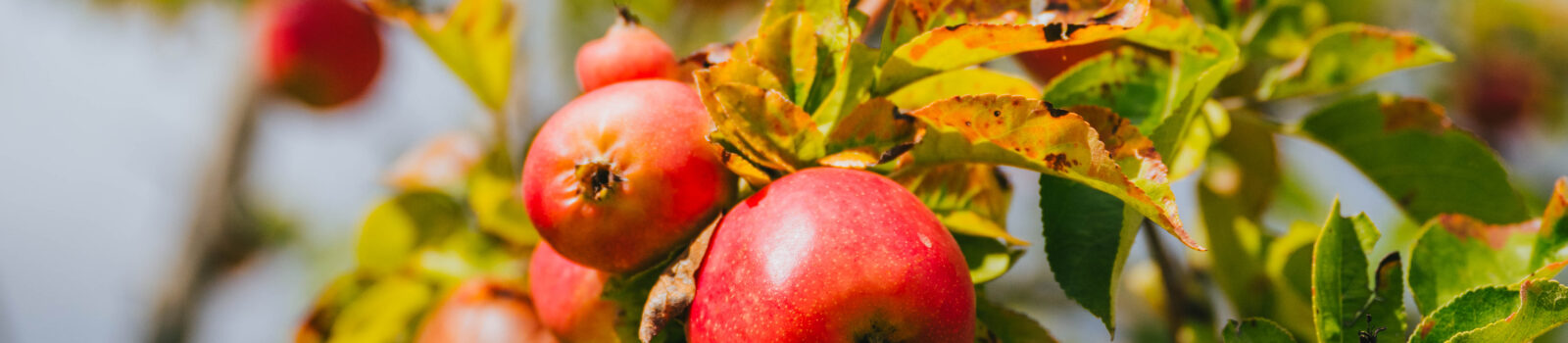 Terroir et artisanat